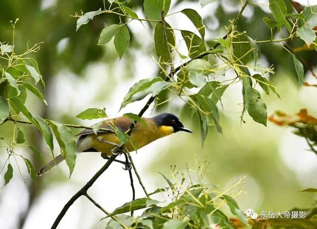 是世纪之谜还是世纪之遗？