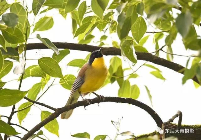 是世纪之谜还是世纪之遗？