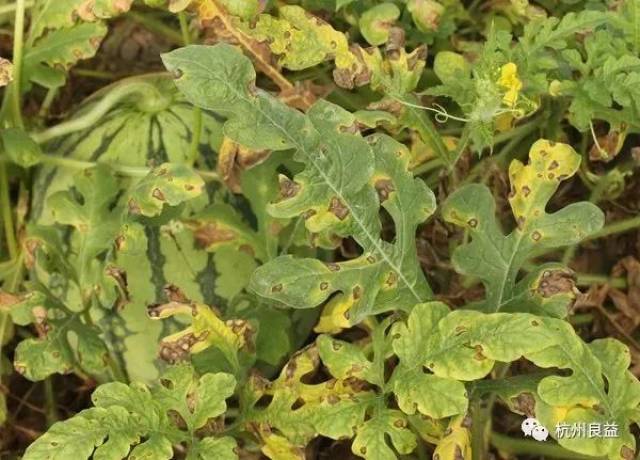 多雨潮湿季,西瓜炭疽病最容易爆发的季节到了