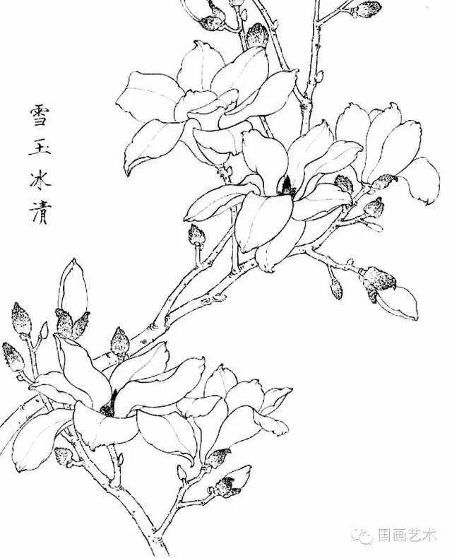 白描写生画谱:玉兰