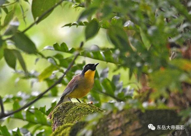 是世纪之谜还是世纪之遗？