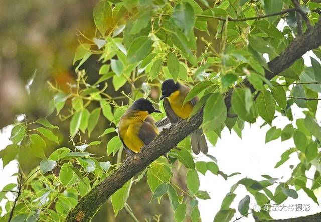 是世纪之谜还是世纪之遗？