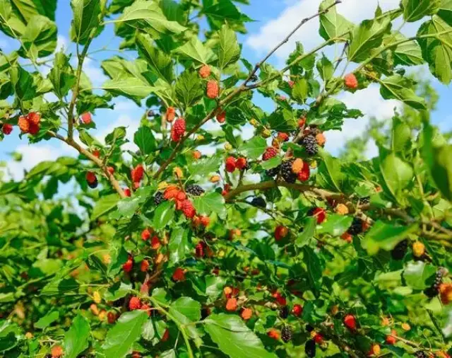 蛋白桑:桑葚满枝头,采摘好时节