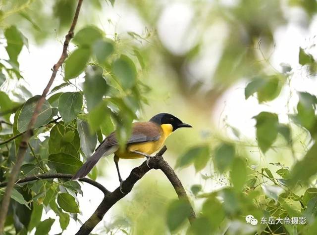 是世纪之谜还是世纪之遗？