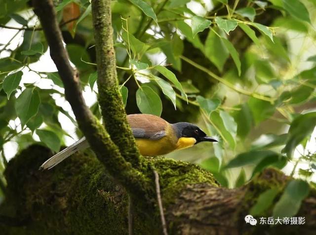 是世纪之谜还是世纪之遗？