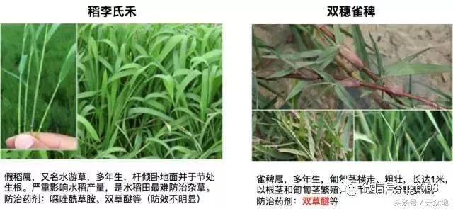 稻农朋友一定不要错过:干掉水稻杂草的综合防控技术!