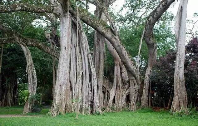 盘点|自然界中,那些有趣的植物现象