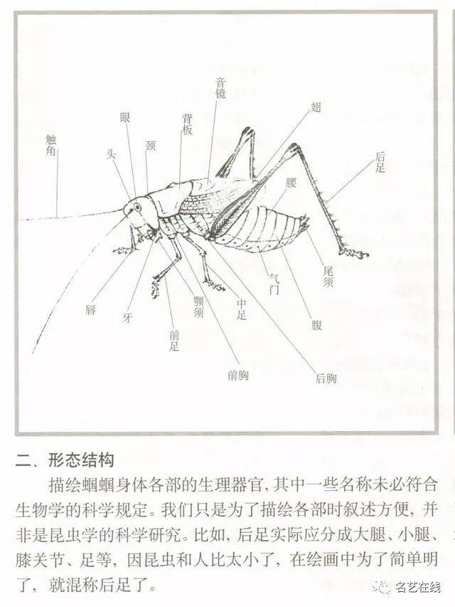 国画技法:蝈蝈的工笔及写意画法