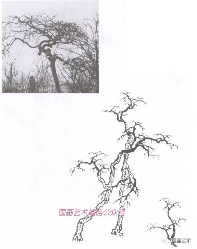 这是一棵枣树,树形很美,树干有一定倾向性,左右不对称,树枝的长短