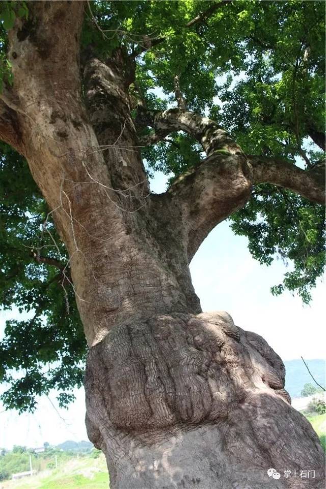 连载(8) · 峡峪河钩沉:重阳树的沧桑