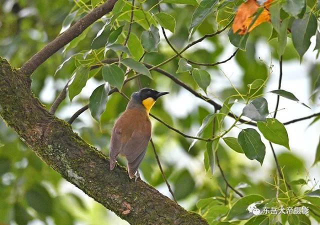 是世纪之谜还是世纪之遗？