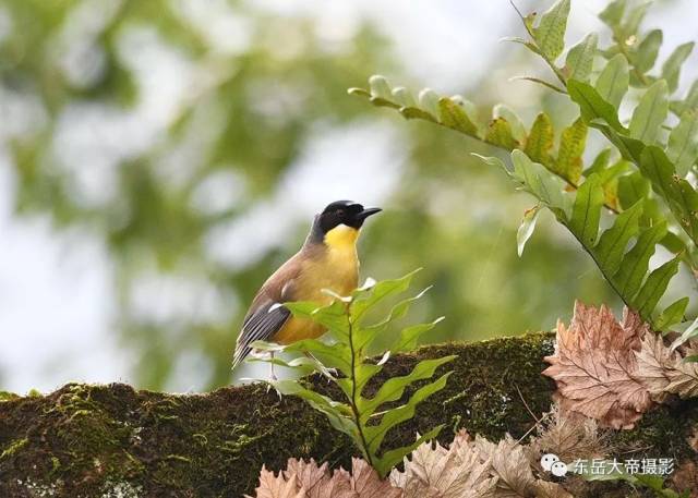 是世纪之谜还是世纪之遗？