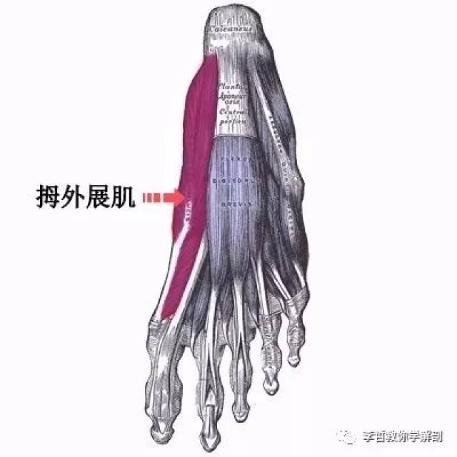 持续多年的穿着那些鞋后,近端的拇指骨就会开始外展和向外移.