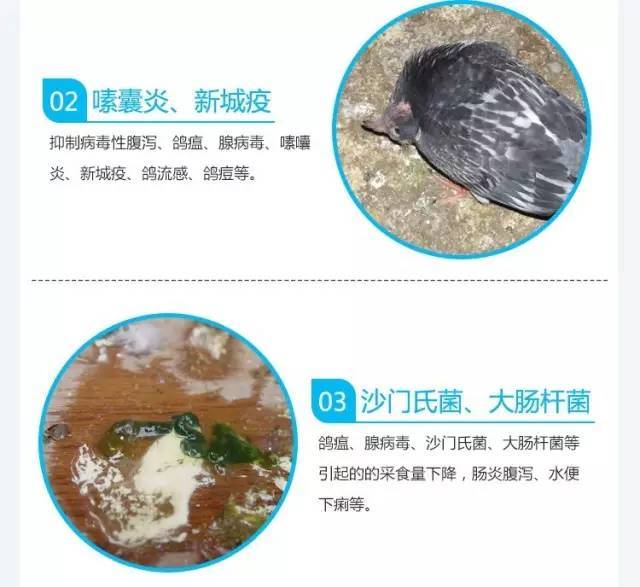 鸽瘟,腺病毒,沙门氏菌,大肠杆菌等引起的采食量下降,肠炎腹泻,水便