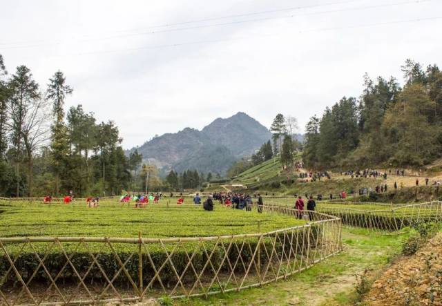 贫困逼出种茶路 车行毛坝镇,漫山叠翠.