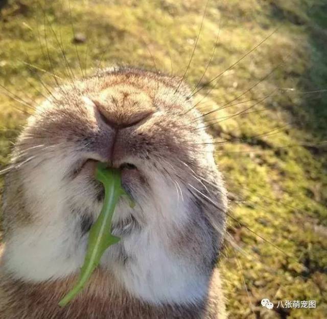 吃东西的小兔子,它们吃的实在是太香了,你要来一口吗