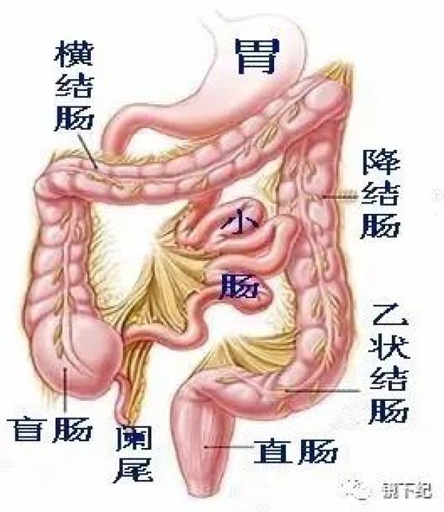 这样看来,大肠共分为六段:盲肠,升结肠,横结肠,降结