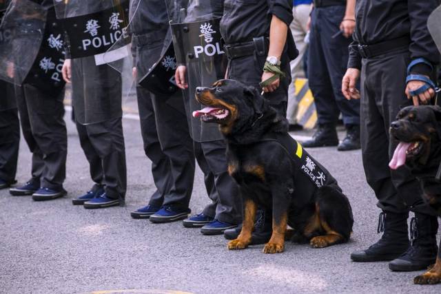 为什么中国的军警犬非要用国外的纯种狗沉默中的中华田园犬