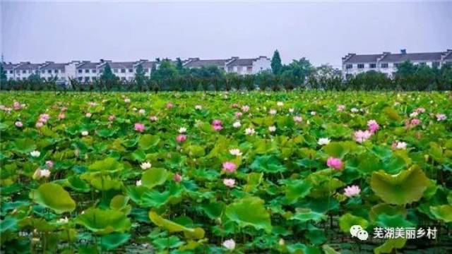 三,活动内容:自活动开始之日起,以个人为单位,从香湖岛,千荷岛,红韵岛