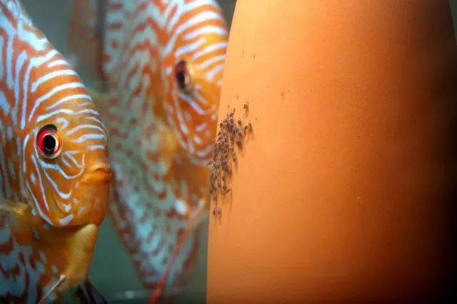 七彩鱼繁殖之微距镜头下你从未见过的生命的奇迹!