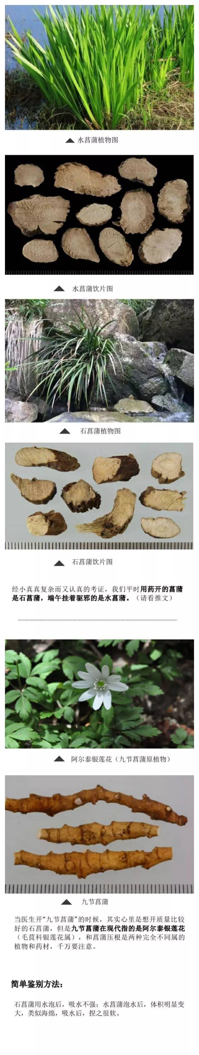 石菖蒲?水菖蒲?
