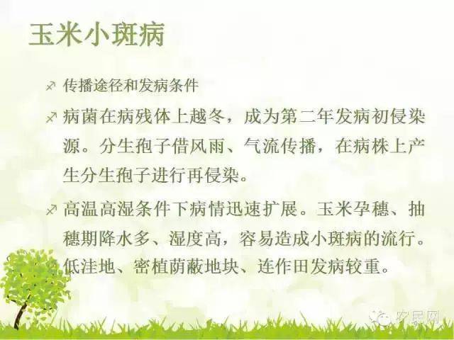 玉米简谱_玉米男孩(2)