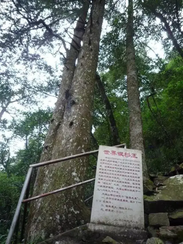 国宝级珍稀植物银杉,水杉,紫衫哪一种防癌?