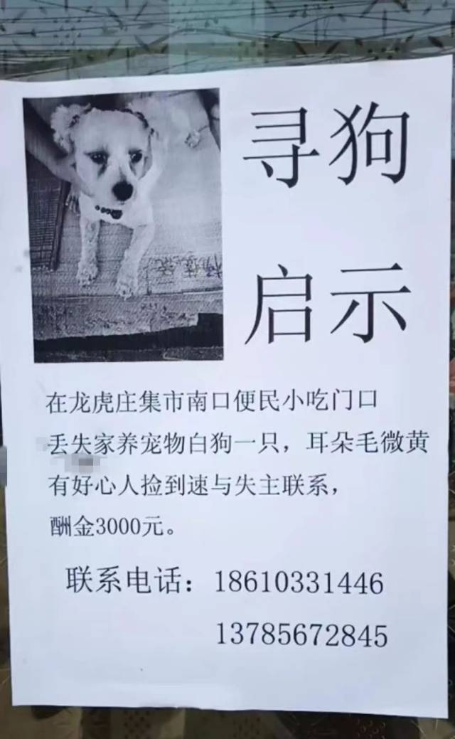 爱狗人士请与本人联系:18631636049  【寻物启事】徐庄村里的马路上拾