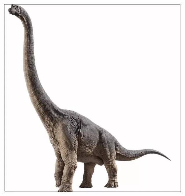 高度:6米 长度:27米 重量:30吨 时速:5-10公里 另一种巨型食草类恐龙