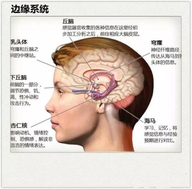 大脑的哪些部分负责管理哭泣呢?