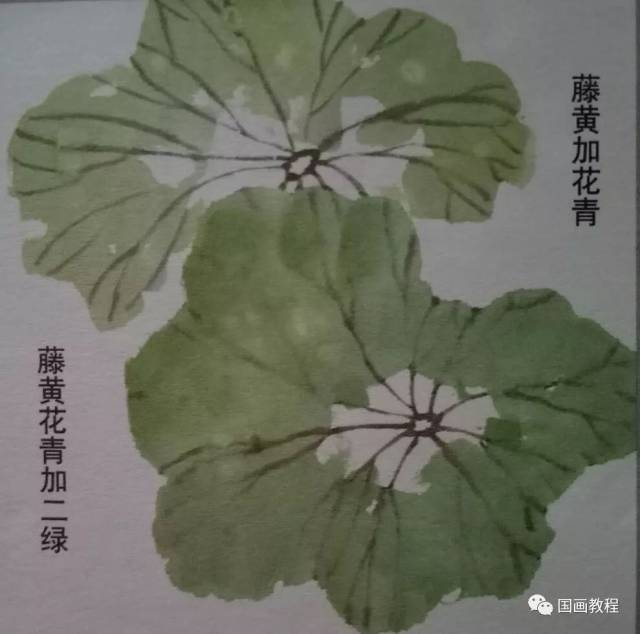 荷花结构的分解方法—荷叶的画法(1)