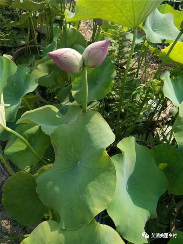 "并蒂芙蓉本自双,晓来波上斗新妆.