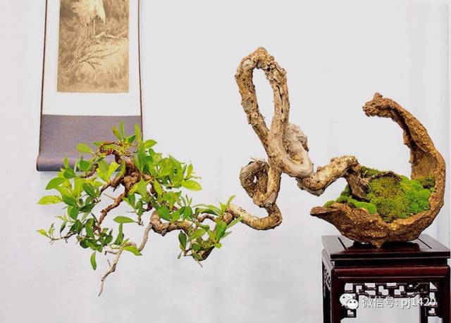 第三届全国微型小品盆景展作品