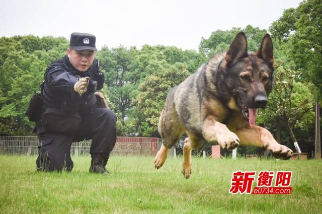 作为警犬训导员,他不是在基地训犬,就是在山里搜捕犯罪嫌疑人.