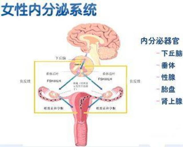 女性的内分泌腺包括垂体,胰岛,肾上腺,甲状腺,甲状旁腺,胸腺和卵巢.