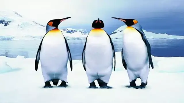 3 每天学英语 免费学习群之海尼曼分级阅读-all about the penguins