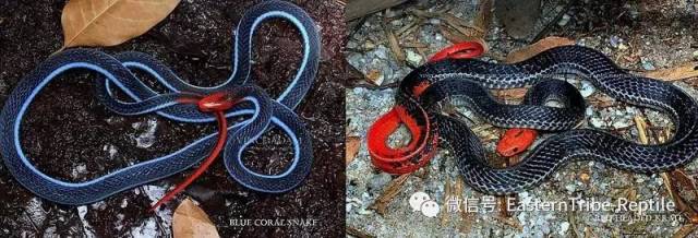 体色:蓝长腺珊瑚蛇身体两侧各有一条浅蓝色的边线,而环蛇则是白色