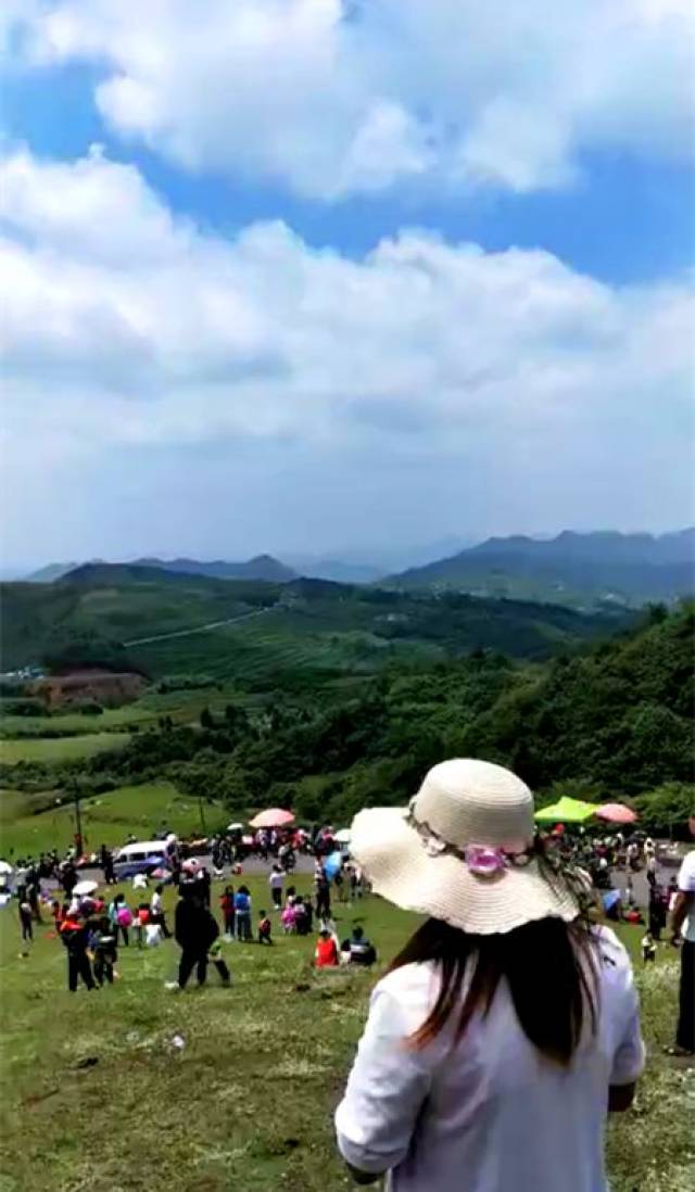 镇雄泼机火草坪