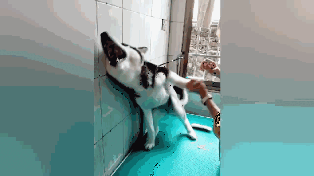 主人给二哈剪指甲,二哈误以为打针,吓得戏精附体仰头嚎叫