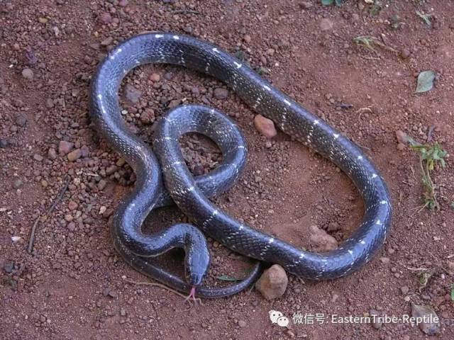 【东邪图鉴】亚洲陆生蛇类第一毒--bungarus 环蛇属