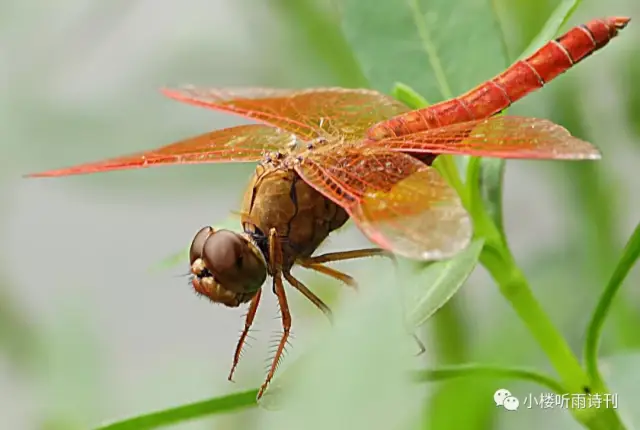蜻蜓亦被图勾引
