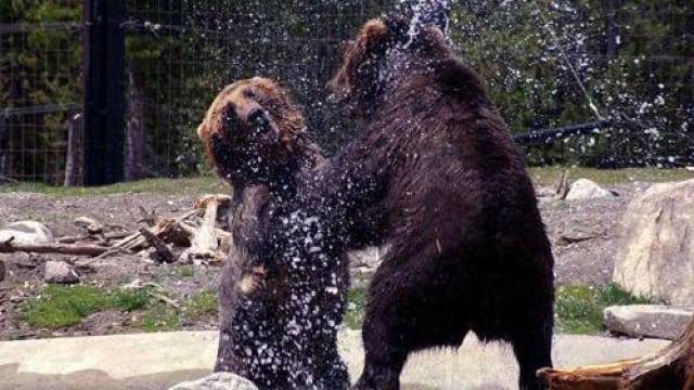 成年东北虎敢捕食棕熊?是我孤陋寡闻了,还是有人在吹嘘?