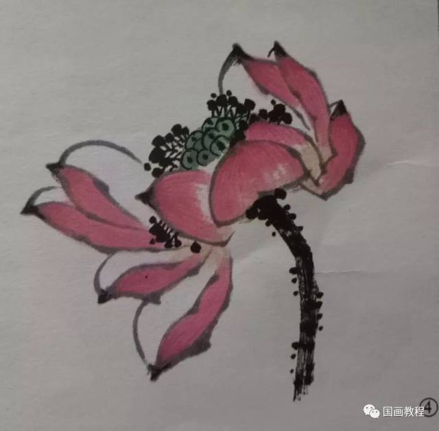荷花结构的分解方法—花冠的画法