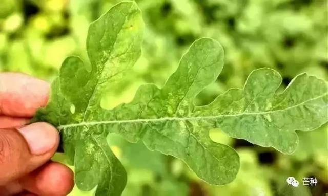 (推荐)西瓜病虫害解决方案!帮你认清10大病害6大虫害