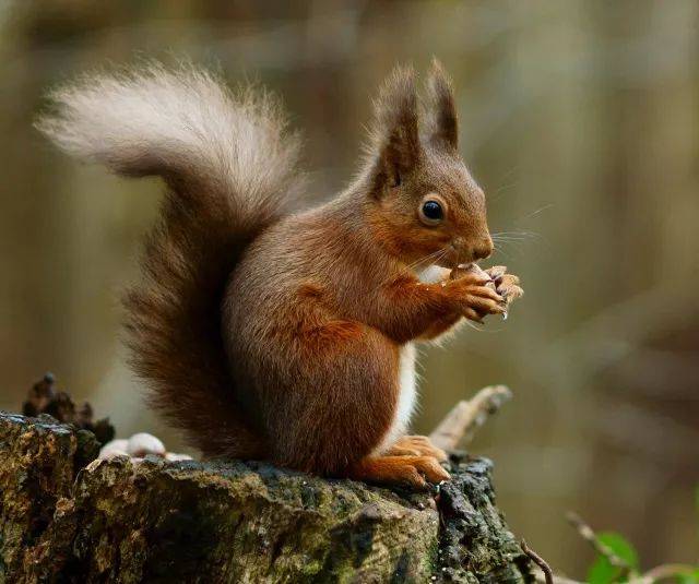欧亚红松鼠的主食是 浆果,嫩芽,昆虫和真菌,秋冬季节特别喜欢吃松子