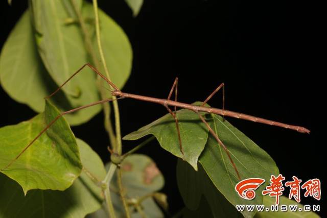 杆修,俗称竹节虫,秦岭最长的昆虫,也是昆虫界的拟态大师 张巍巍 摄