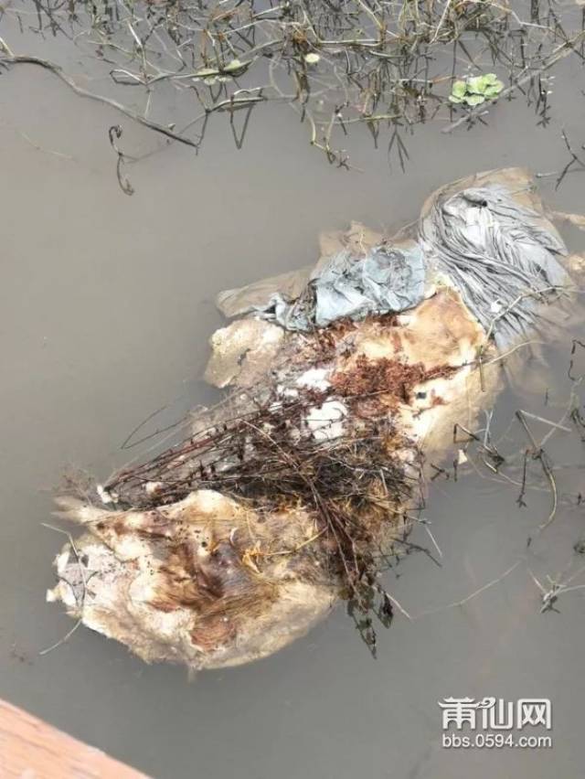 恶心!涵江公园居然有只腐烂的猪