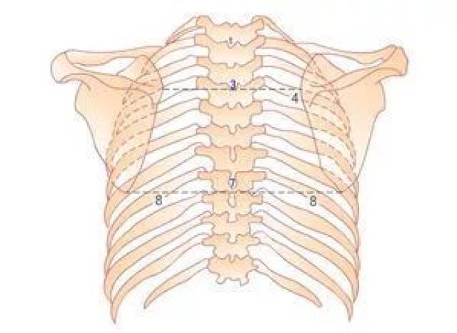 治疗颈椎腰痛,千万别忽略了"胸椎"!