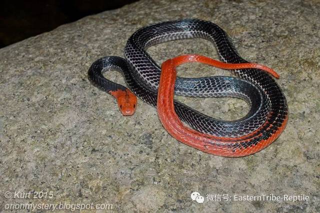 1) bungarus flaviceps flaviceps reinhardt 1843 中文名: 红头环蛇