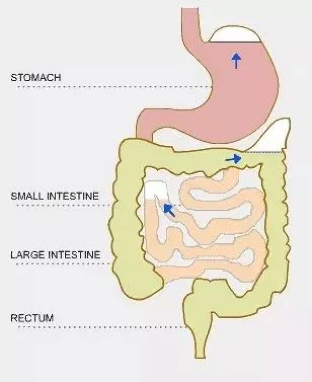 肠胃蠕动就慢,有吃的是母乳,不小心咽下去的空气,很容易被留在肠道里
